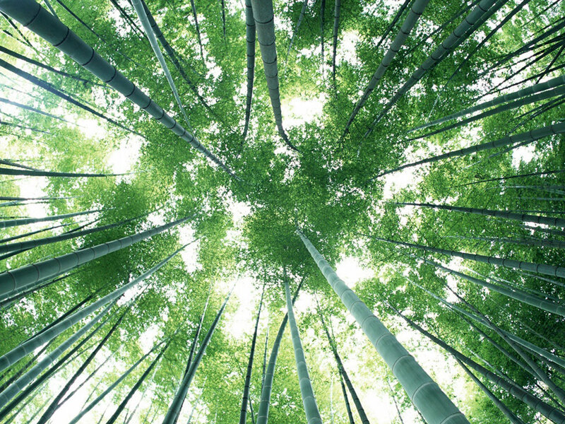 Bamboo Forest Canopy — Green, Serene, Afternoon, Photograph, Trees, Leaves, Sky, White