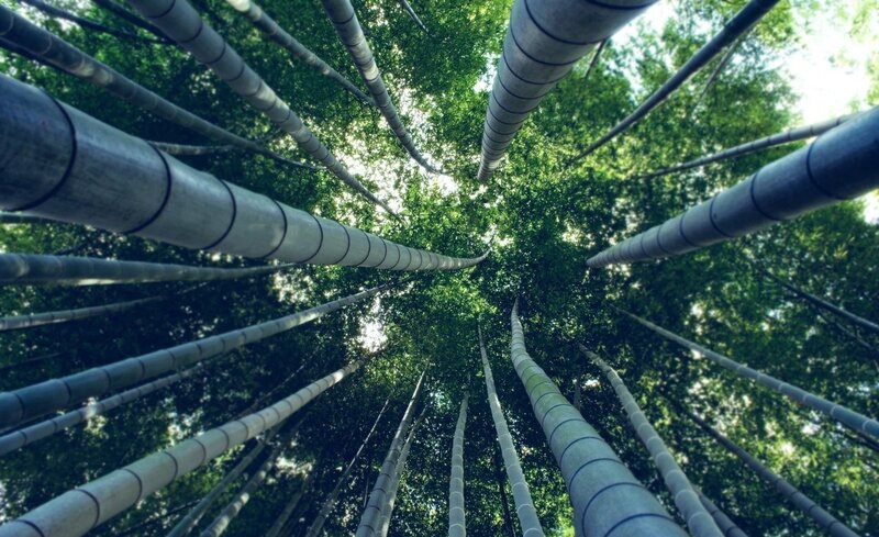 Bamboo Forest Canopy — Green, Serene, Afternoon, Photograph, Trees, Sky, Leaves