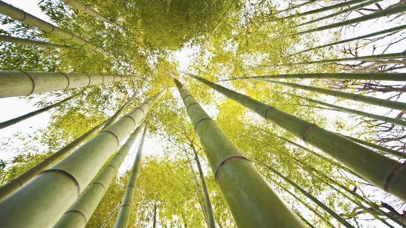 Bamboo Forest Canopy — Green, Serene, Afternoon, Photograph, Trees, Sky, Leaves, Yellow