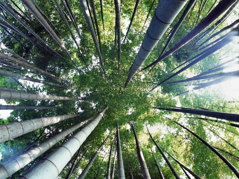 Bamboo Forest Canopy — Green, Serene, Afternoon, Photograph, Trees, Sunlight, Sky