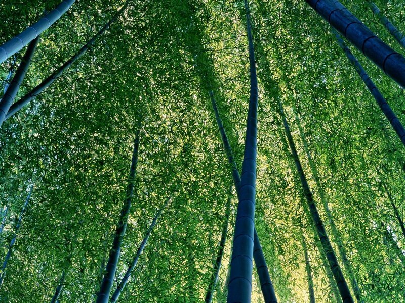 Bamboo Forest Canopy — Green, Serene, Afternoon, Photograph, Trees