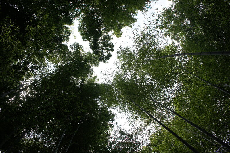 Bamboo Forest Canopy — Green, Serene, Afternoon