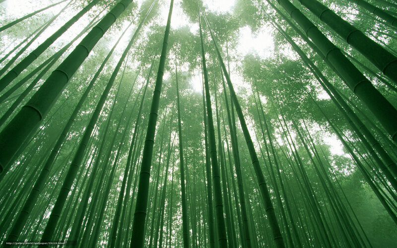 Bamboo Forest Canopy — Green, Serene, Morning