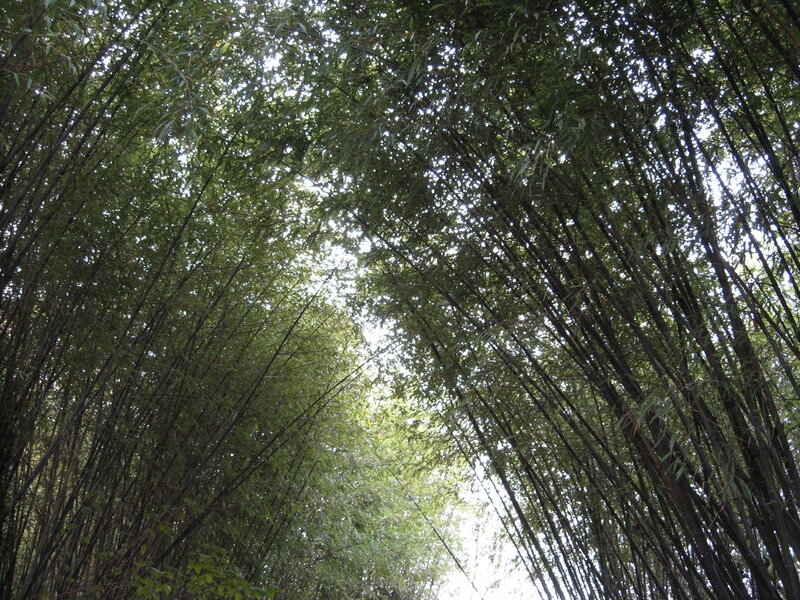 Bamboo Forest Canopy — Green, Serene