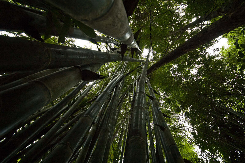 Bamboo Forest Canopy — Green