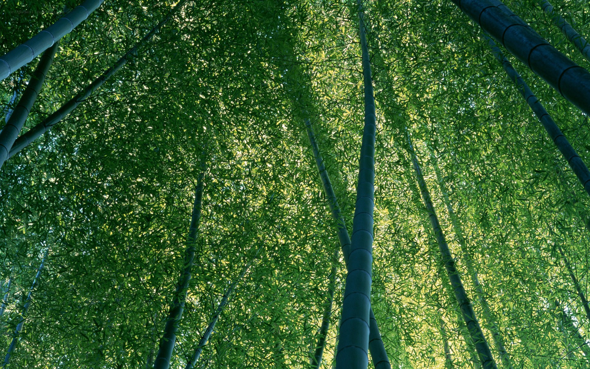 Bamboo forest canopy view