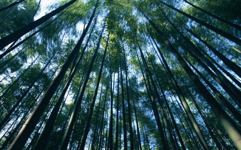 Bamboo forest canopy view