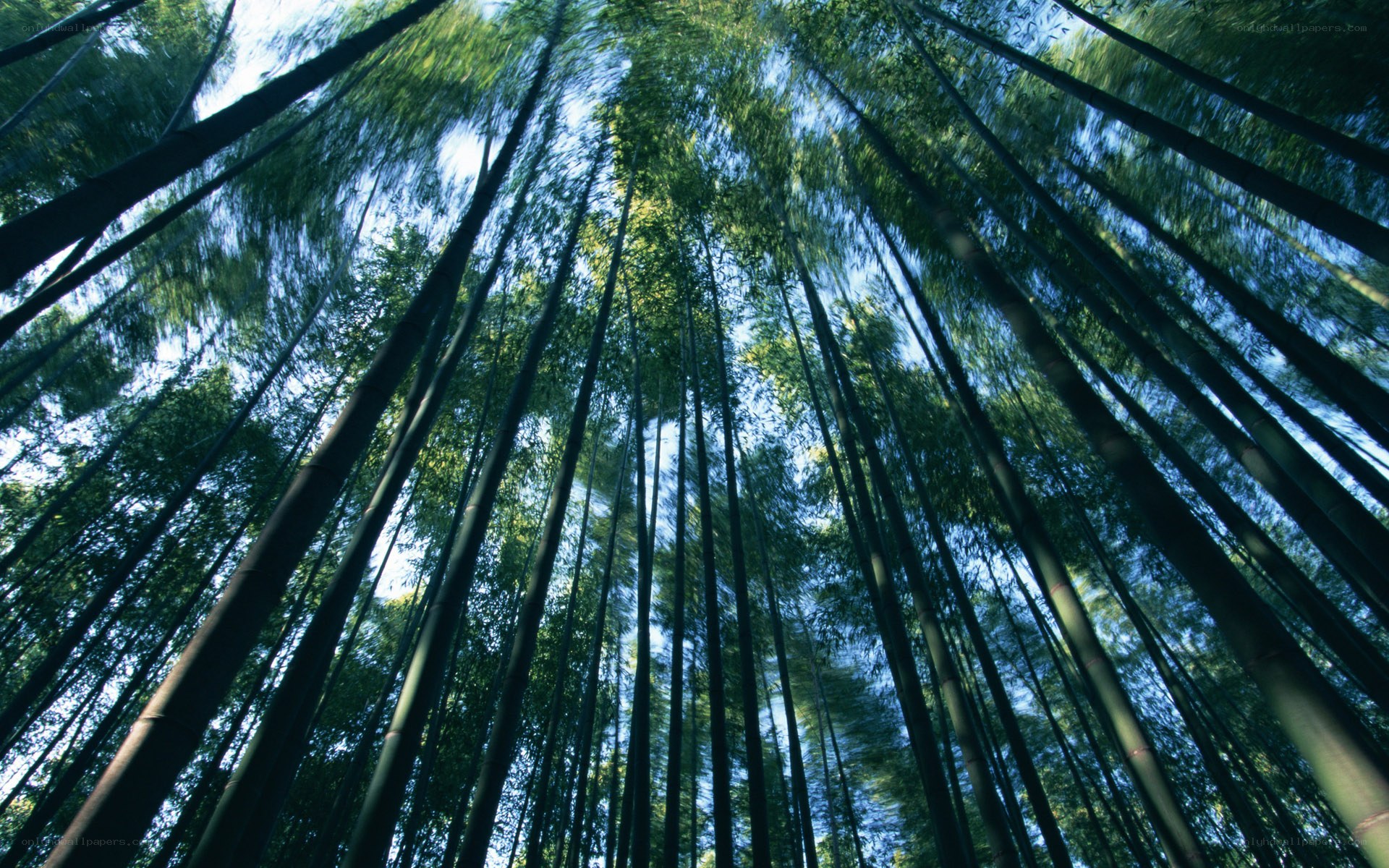 Bamboo forest canopy view