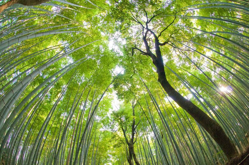 Bamboo forest canopy view