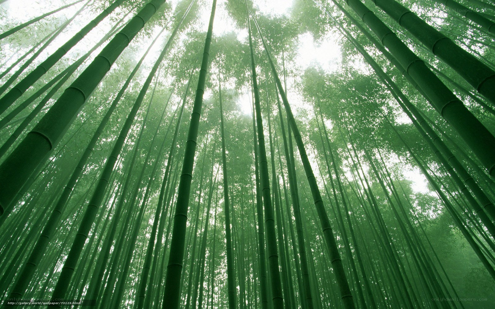 Bamboo forest canopy view