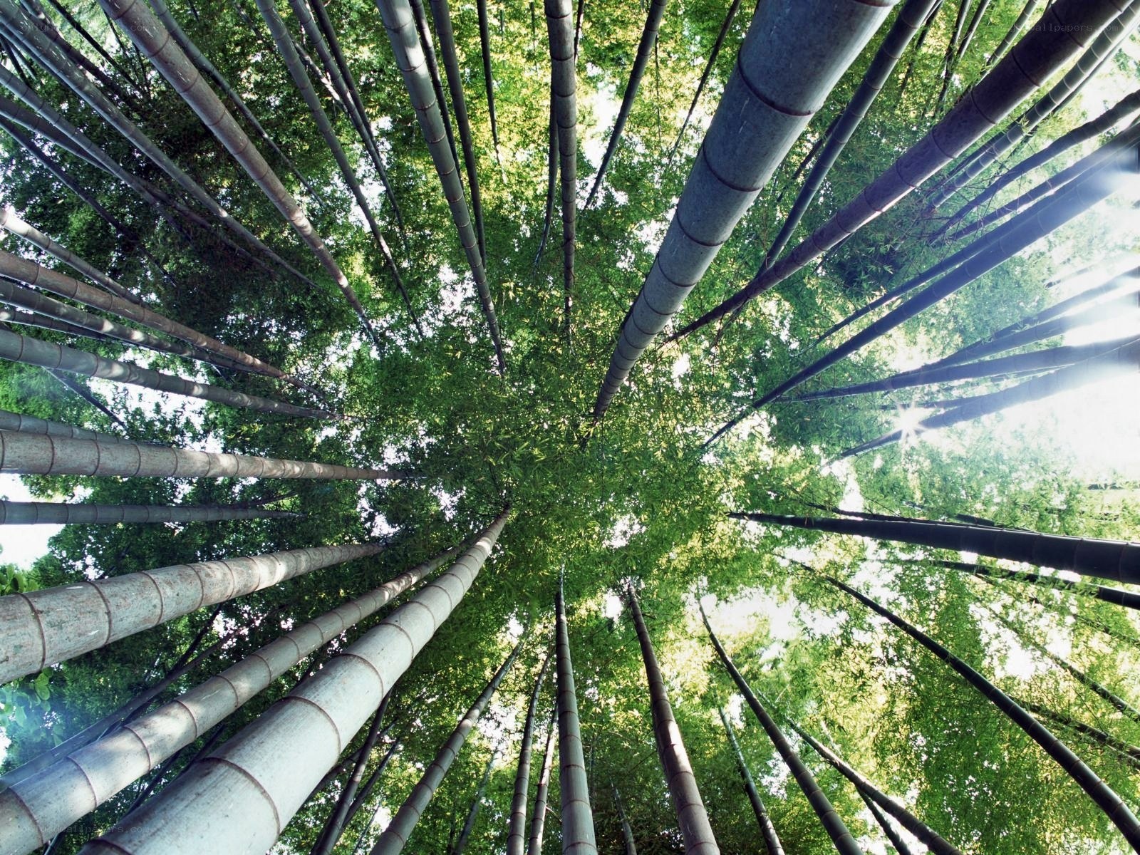 Bamboo forest canopy view