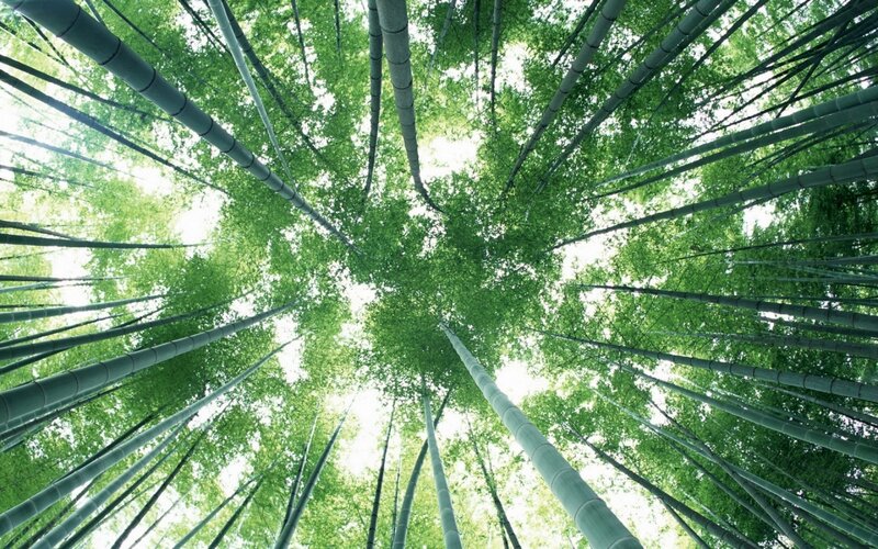 Bamboo forest canopy view