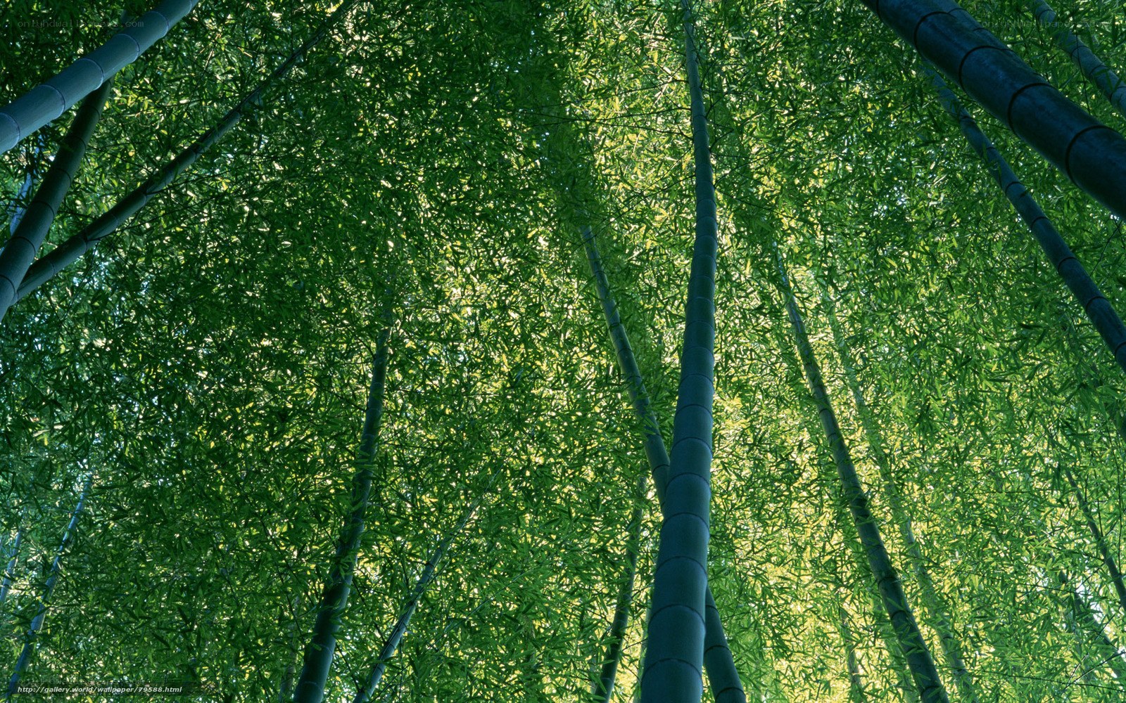 Bamboo forest canopy view