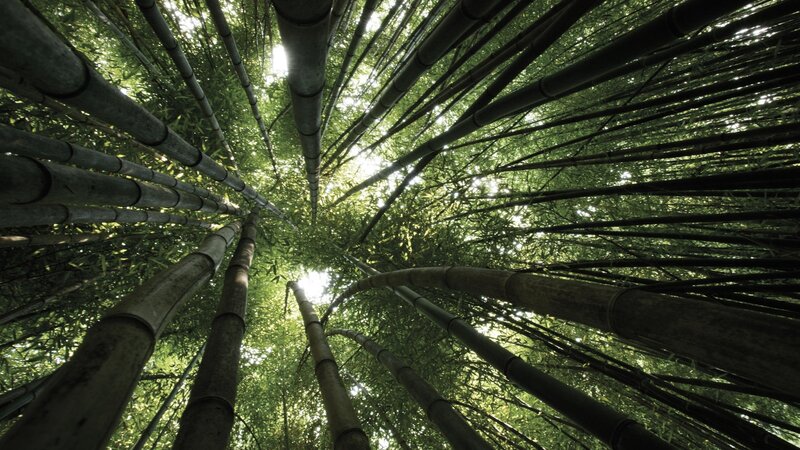 Bamboo forest canopy view