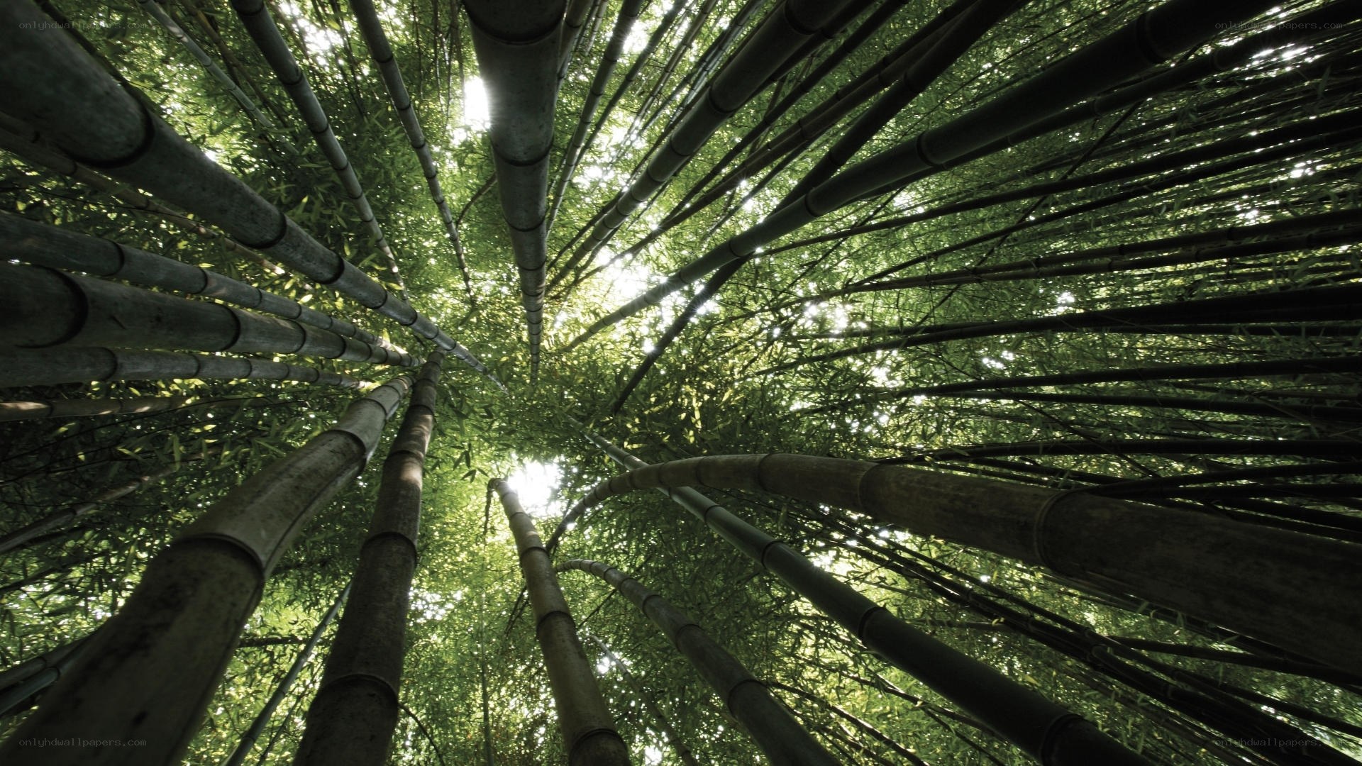 Bamboo forest canopy view