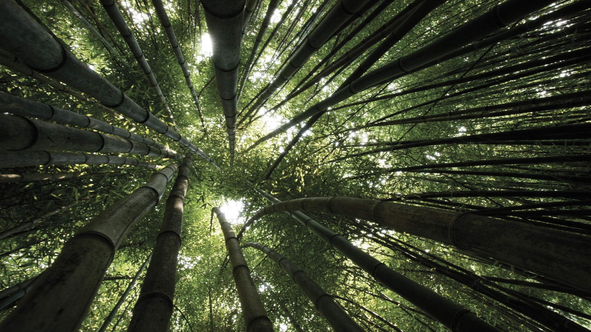 Bamboo forest canopy view