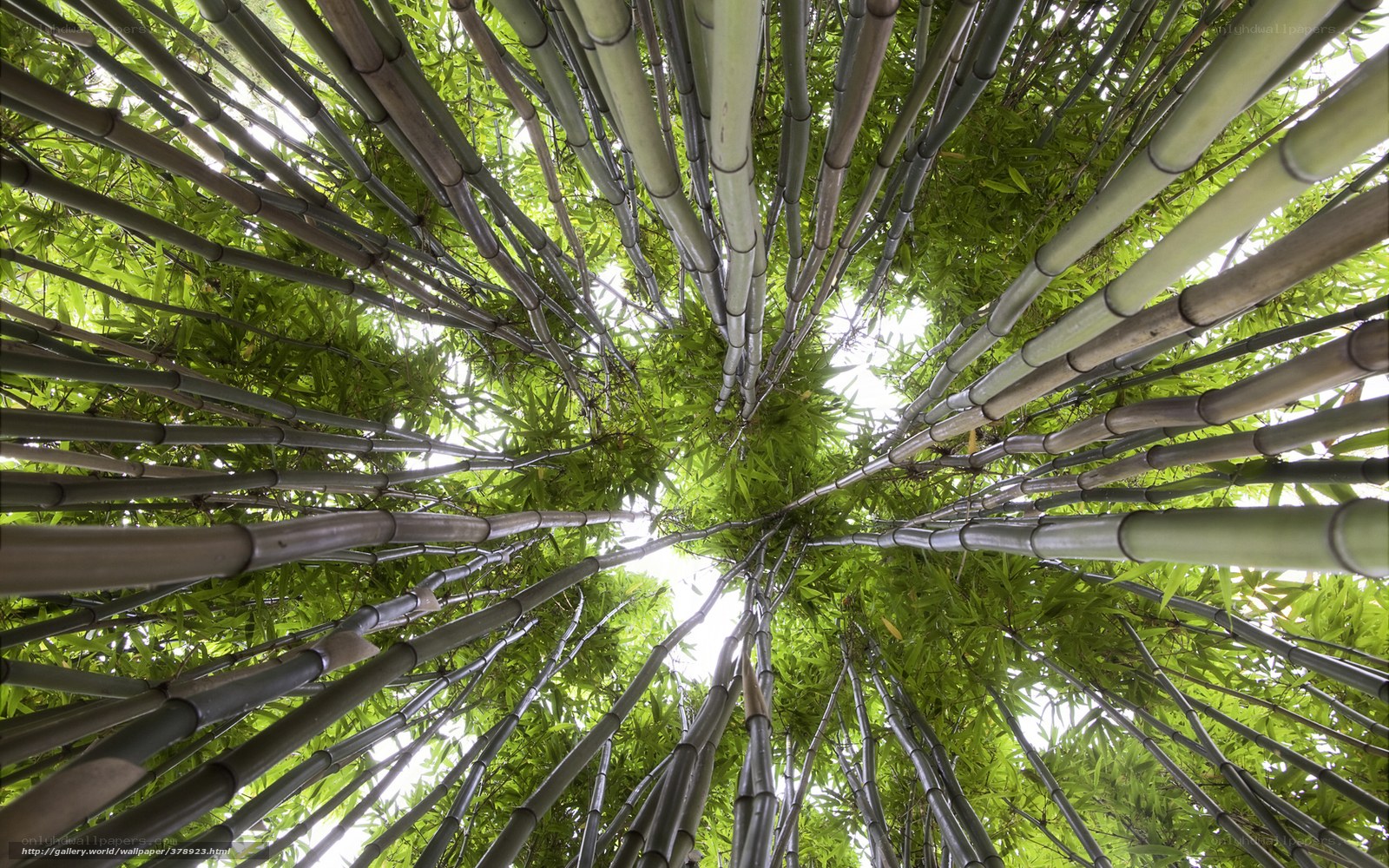 Bamboo forest canopy view