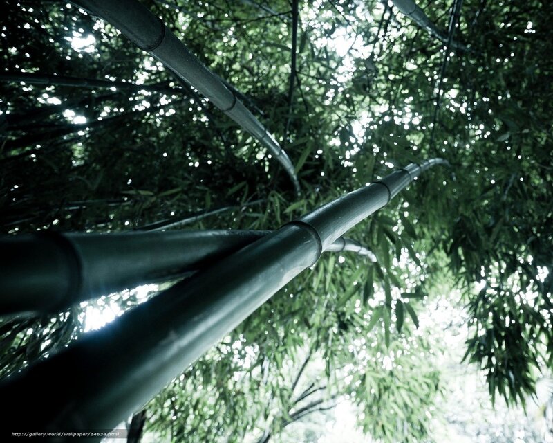 Bamboo forest canopy view