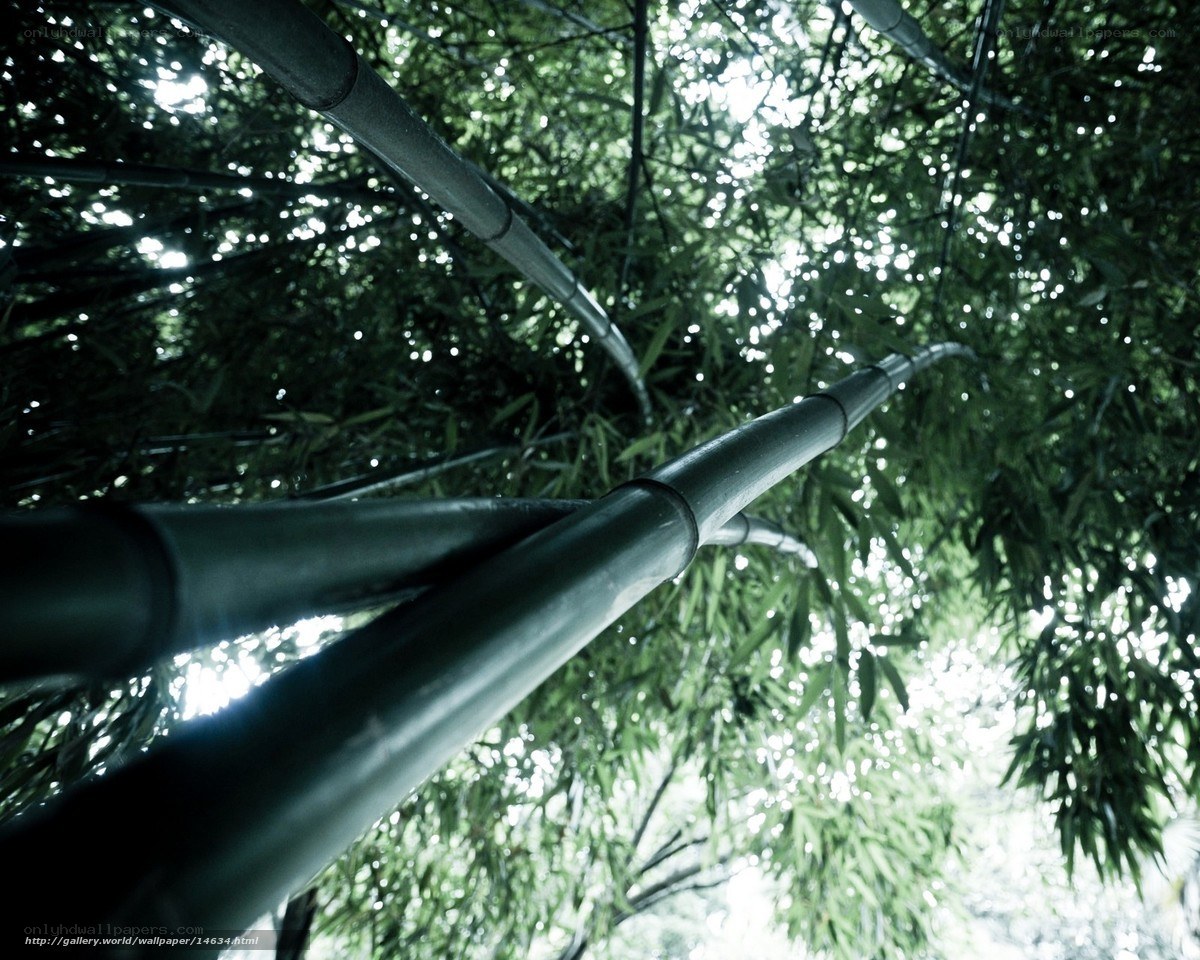 Bamboo forest canopy view