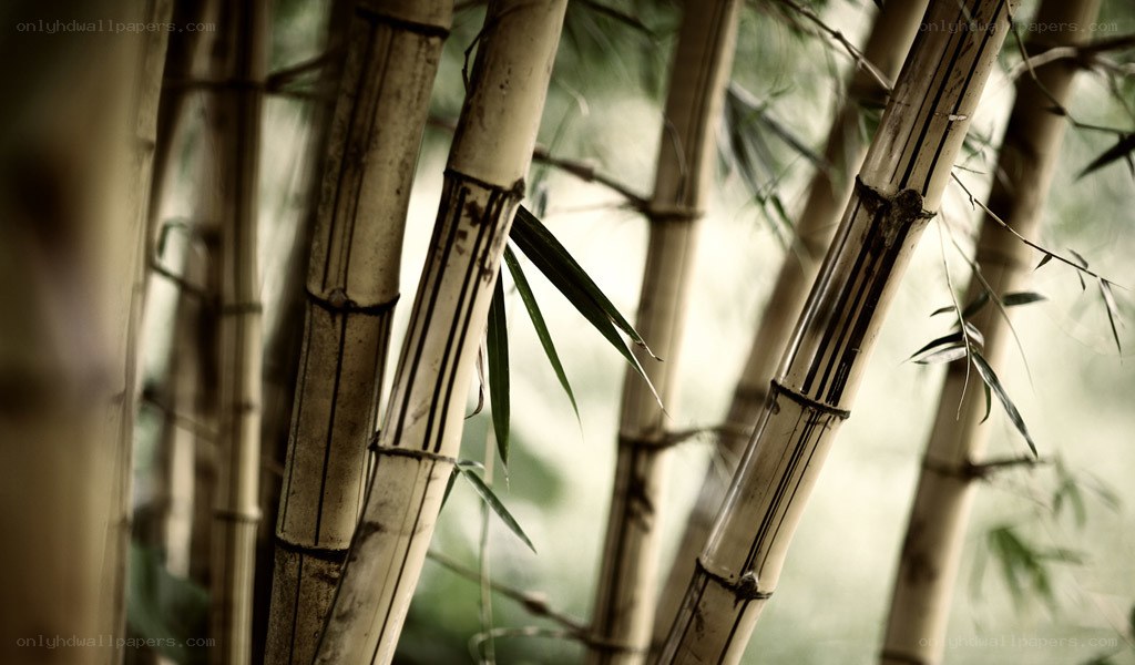 Bamboo forest close-up