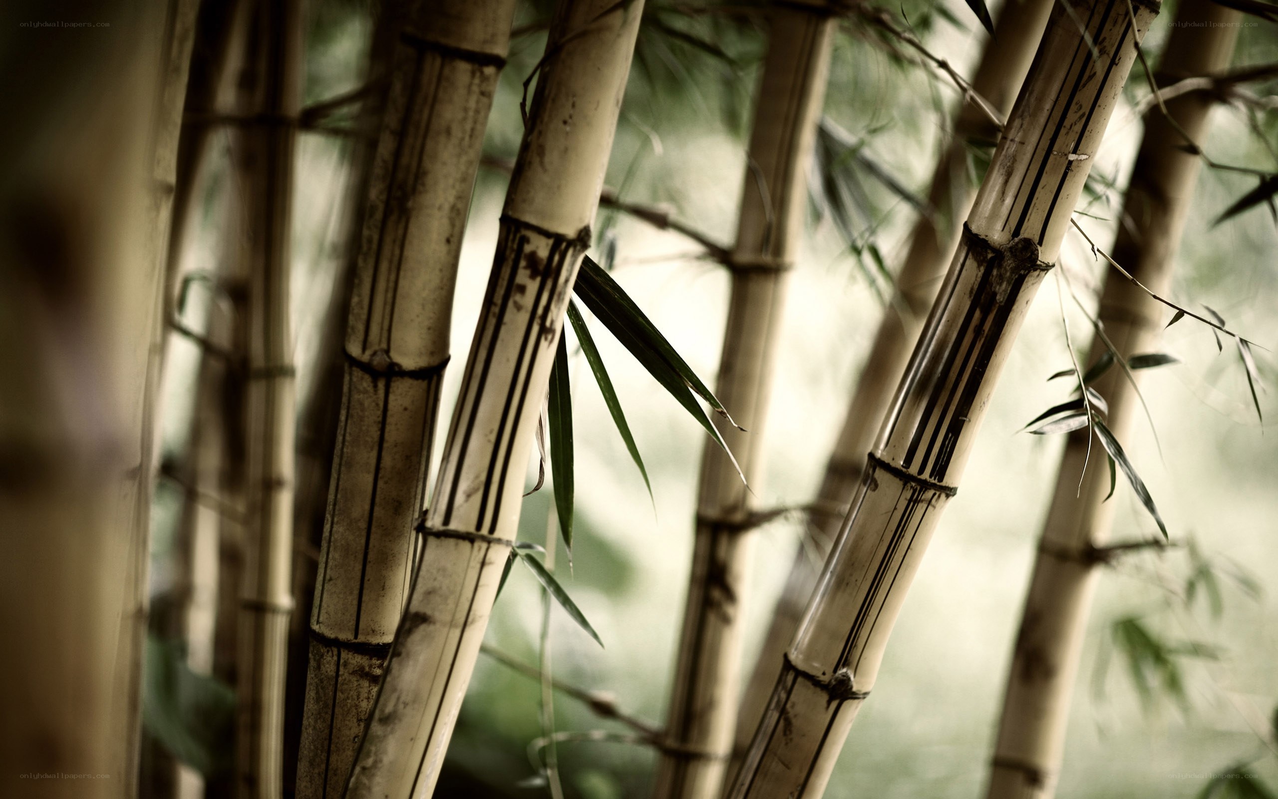 Bamboo forest close-up