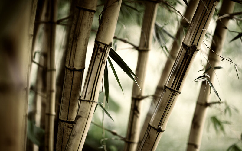 Bamboo forest close-up