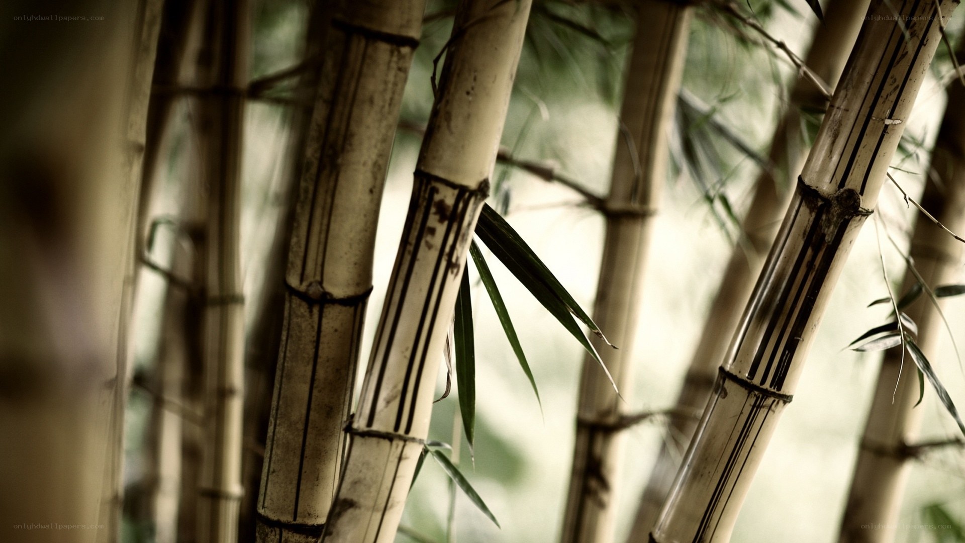 Bamboo forest close-up