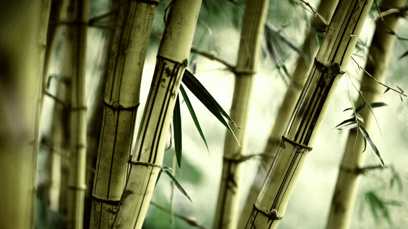 Bamboo forest close-up
