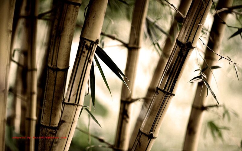 Bamboo forest close-up