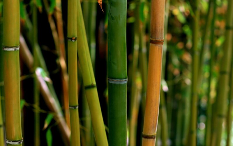 Bamboo forest close-up