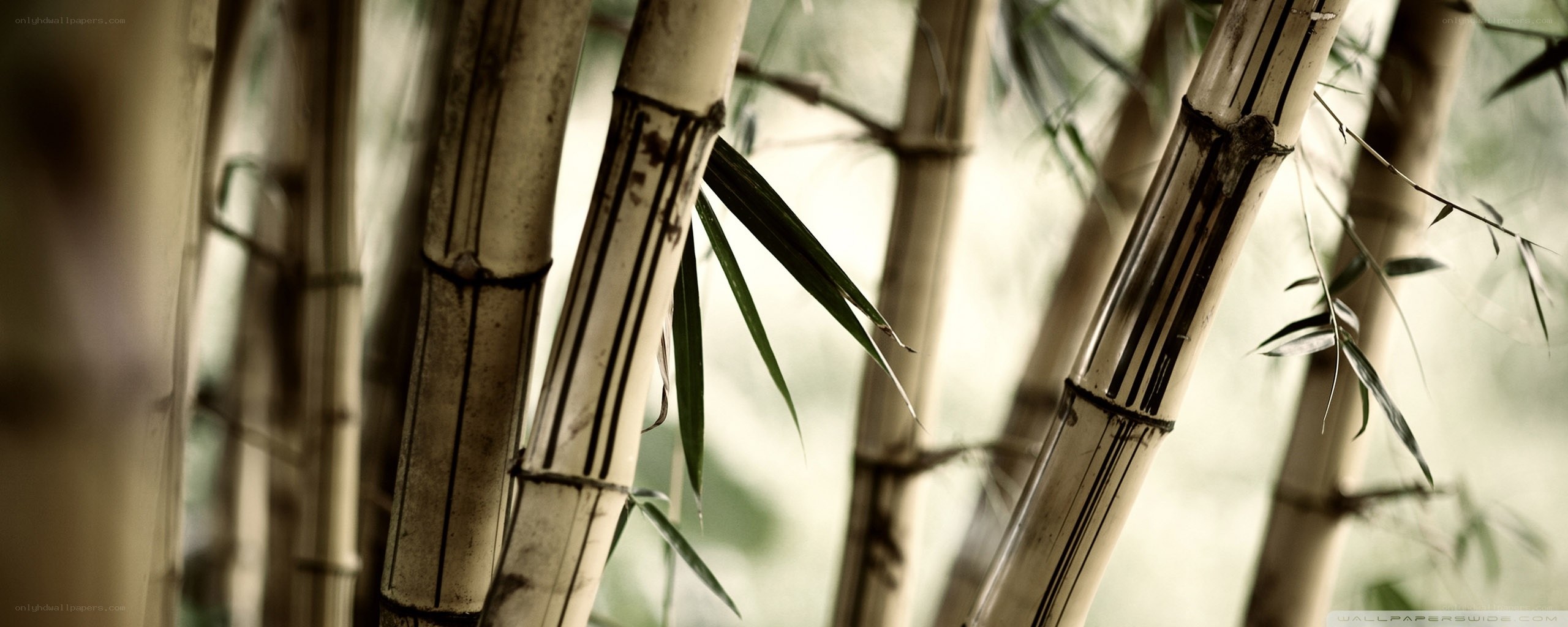 Bamboo forest close-up