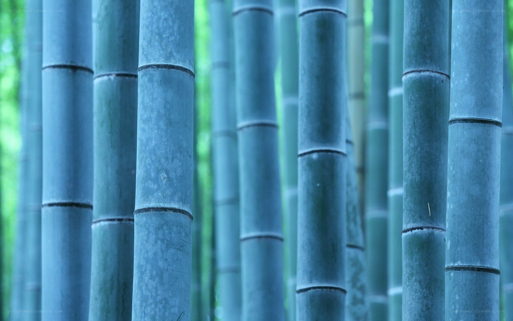 Bamboo forest close-up