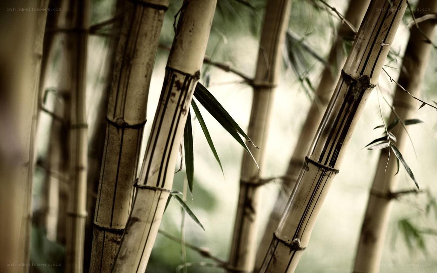 Bamboo forest close-up