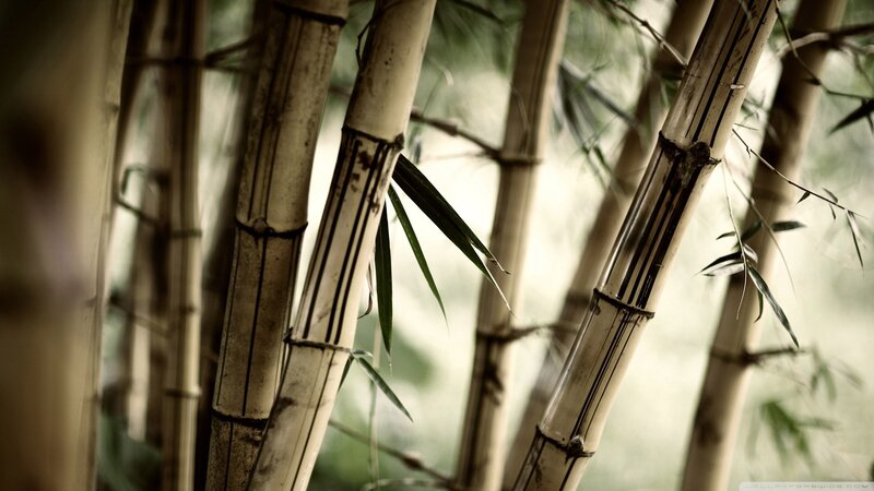 Bamboo forest close-up