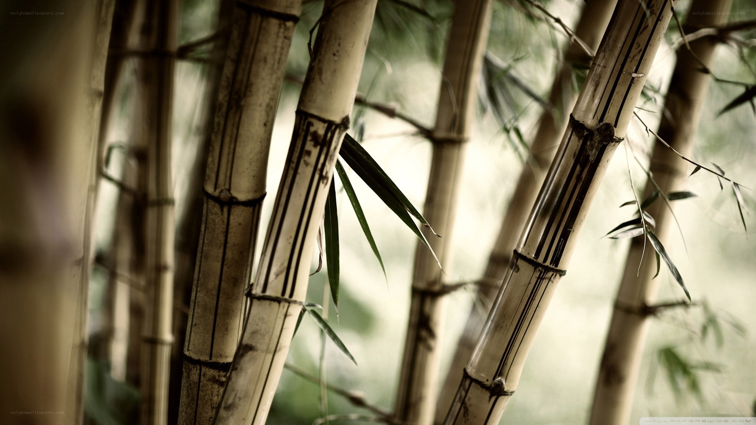 Bamboo forest close-up