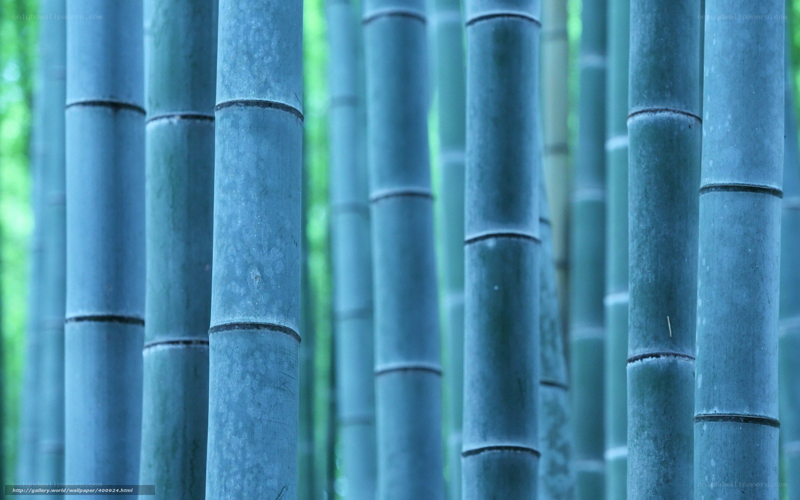 Bamboo forest close-up