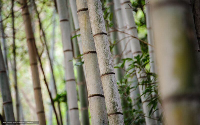 Bamboo forest close-up