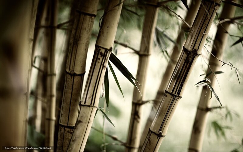 Bamboo forest close-up