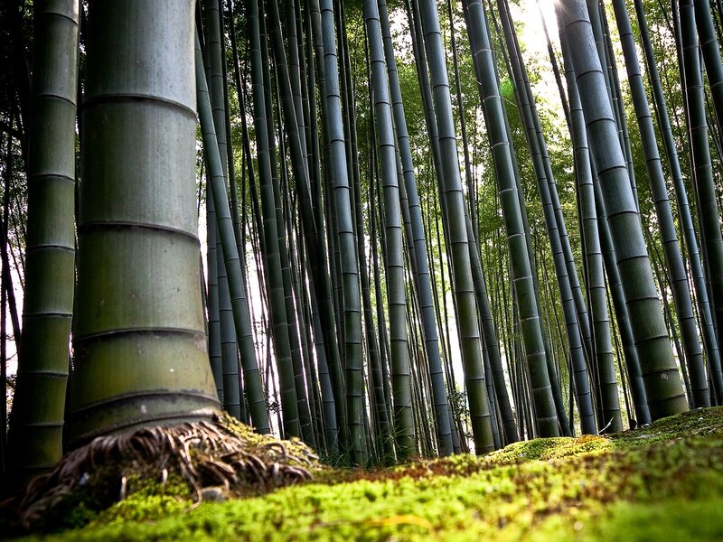 Bamboo Forest Floor — Green, Serene, Afternoon, Photograph, Moss, Roots