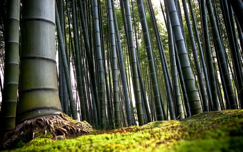 Bamboo Forest Floor — Green, Serene, Morning