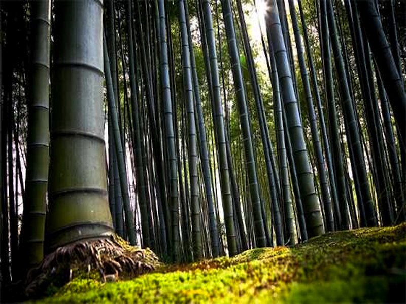 Bamboo Forest Floor — Green