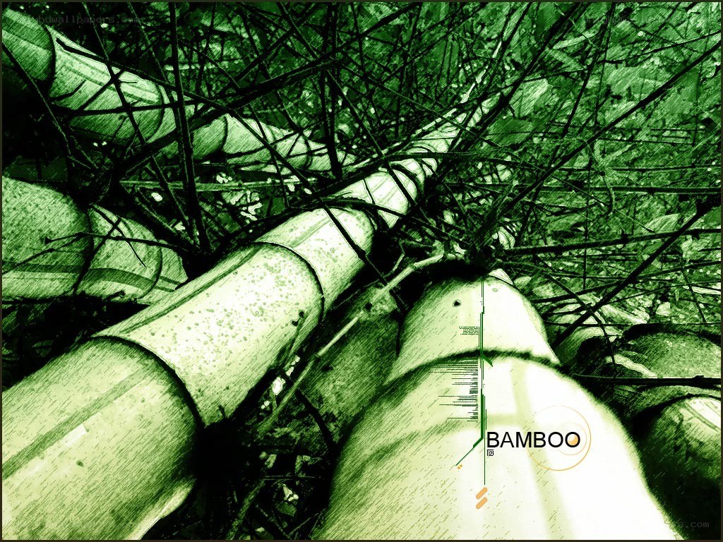Bamboo forest from below