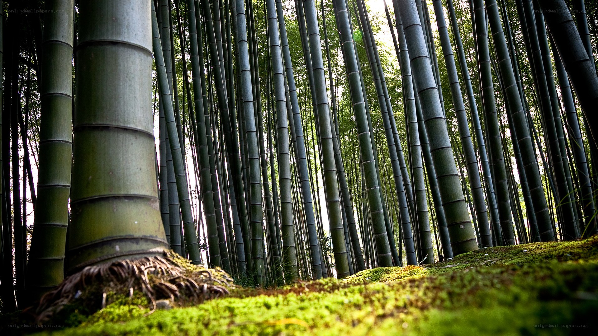 Bamboo forest from ground level