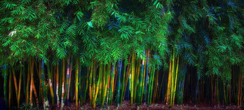 Bamboo Forest — Green, Dense, Photograph