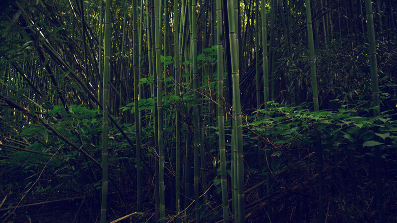 Bamboo Forest — Green, Dense, Photograph, Trees