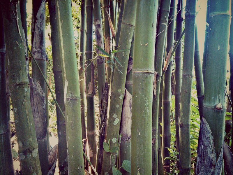 Bamboo Forest — Green, Natural