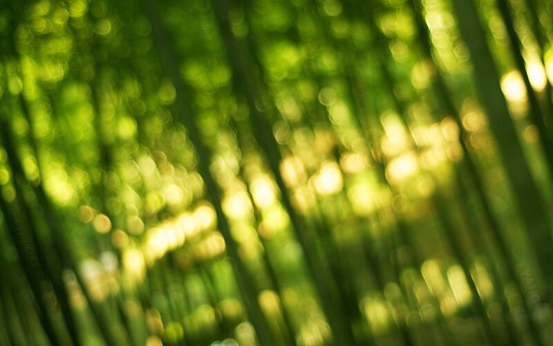 Bamboo Forest — Green, Serene, Afternoon, Photograph, Sunlight