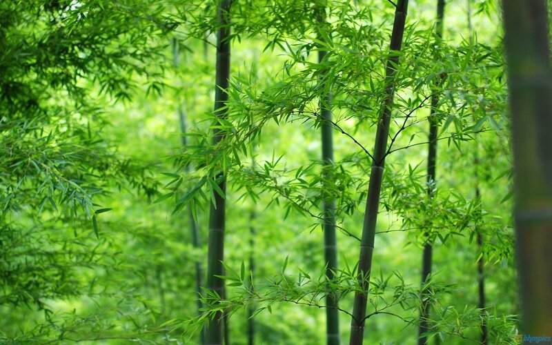 Bamboo Forest — Green, Serene, Afternoon, Photograph