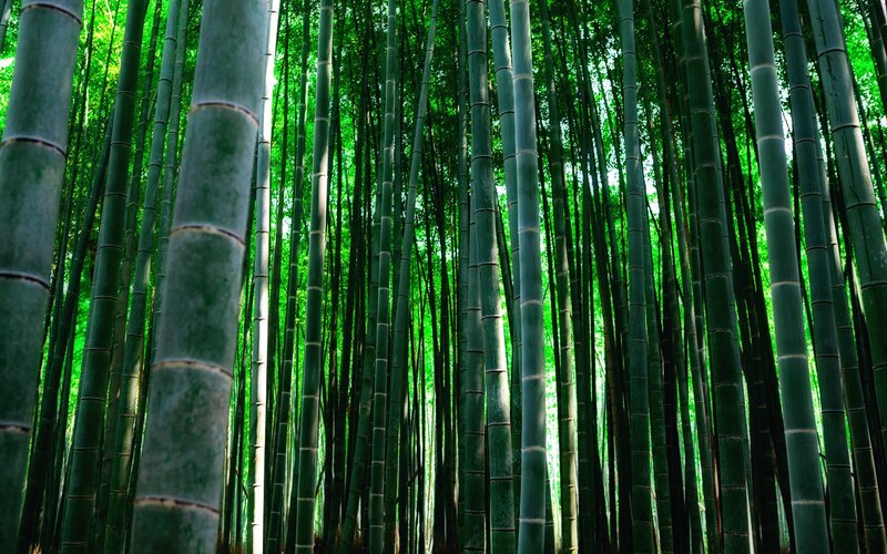 Bamboo Forest — Green, Serene, Afternoon, Photograph, Trees, Green Leaves