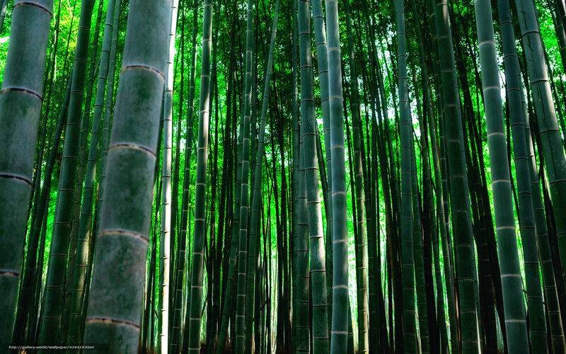 Bamboo Forest — Green, Serene, Afternoon, Photograph, Trees, Greenery